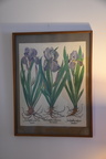 Irises print