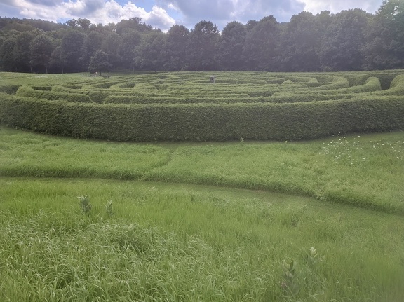 the hedge maze