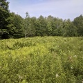 meadow of ferns