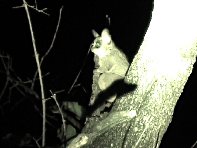 Bushbabys are the smallest primate. We were very lucky to see one. Captured from video.