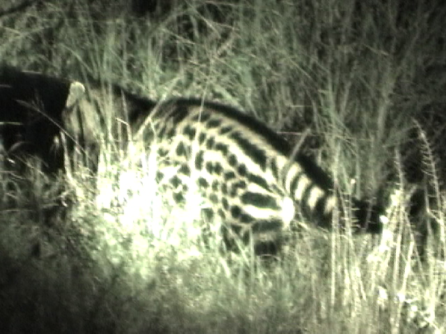 A civet is not really a cat, but rather is in the mongoose family. Captured from video.