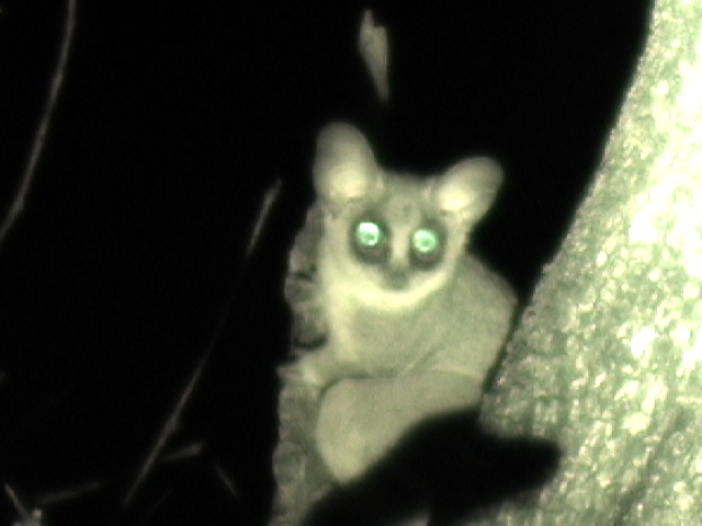 Bushbaby legs are so long they cannot walk, but hop like a rabbit. Captured from video.
