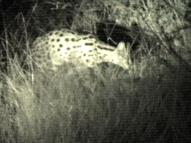 It is very rare to see serval, a member of the cat family. Captured from video.